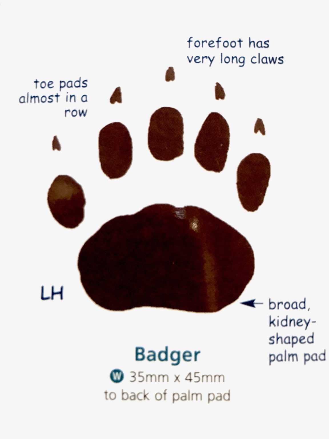 Badger Detectives Go Wild Go West