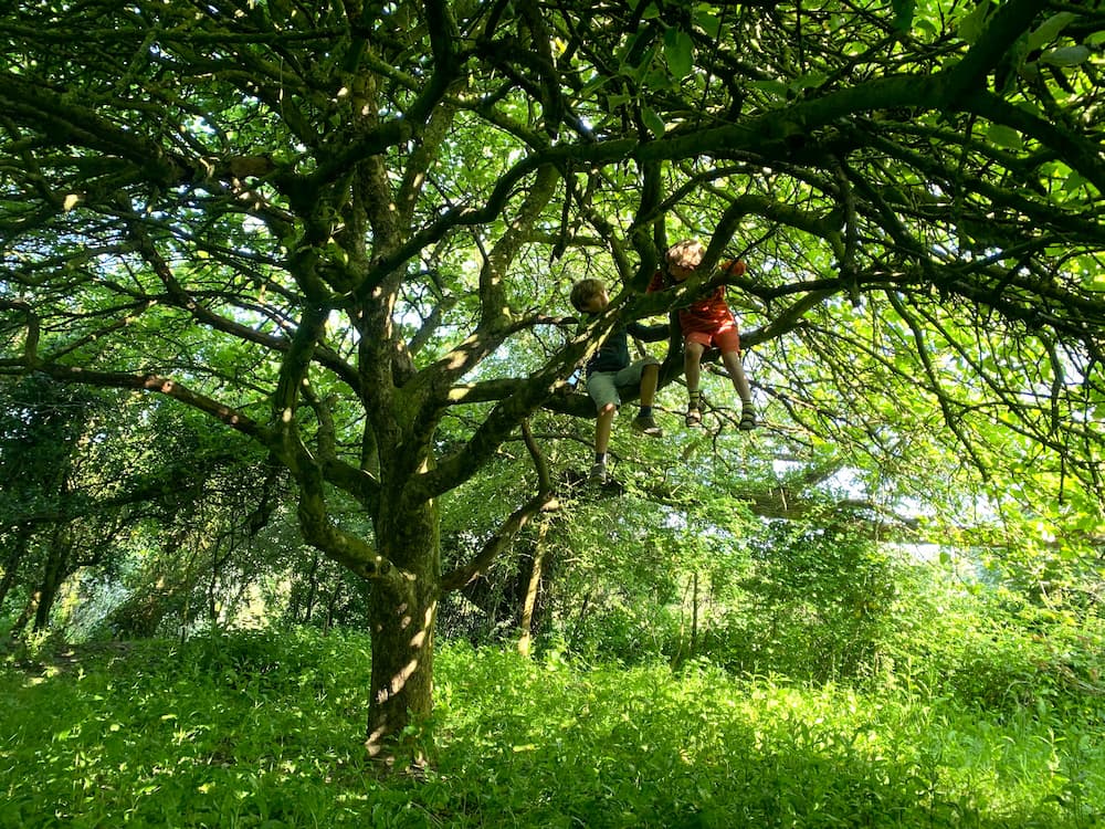 tree climbing with kids